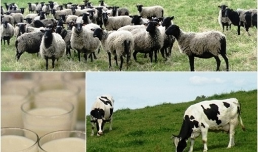 pozostale prow wnioski o udzielenie pomocy dla hodowcow bydla i owiec 