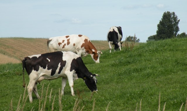bydlo krowy