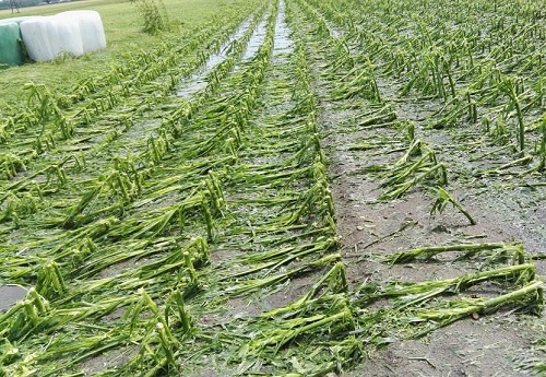 pozostale wiesci rolnicze niz sebastian znmioszczyl 25 tys hektarow kukurydzy w niemczech 