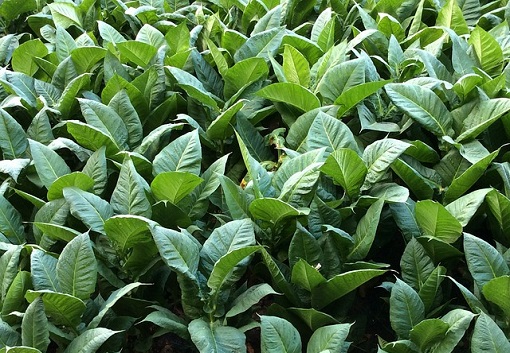 pozostale rosliny uprawne rynek tytoniu w polsce 