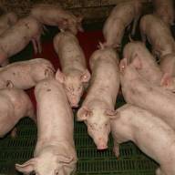 Chiny: Niskie ceny świń dobijają małych hodowców. Państwo wspiera wielkie fermy 
