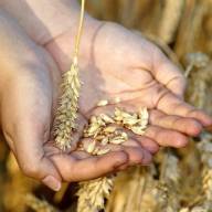 05.10.2022 Ceny skupu zbóż, kukurydzy, oleistych i strączkowych: pszenica i rzepak wyraźnie drożeją