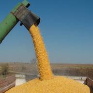 30.11.2022 Ceny skupu zbóż, kukurydzy, oleistych i strączkowych: stawki za kukurydzę lecą na łeb na szyję