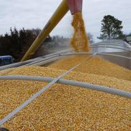 Rolnicy z Podlasia narzekają na niskie ceny kukurydzy. Ministerstwo nie pomoże 