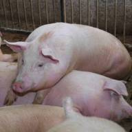 Pogłowie świń w Holandii najniższe od 20 lat 