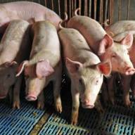 Zła obsługa świń powoduje pogorszenie jakości mięsa 