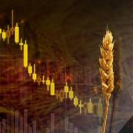 06.02.2023 Ceny skupu zbóż, kukurydzy, oleistych i strączkowych: ograniczone zakupy ziarna 