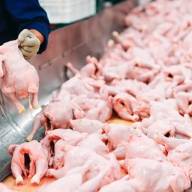 Polski drób jest wypychany z rynku unijnego przez tańsze mięso z Ukrainy. Nasze firmy tracą kontrakty