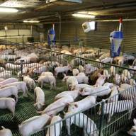Import wieprzowiny z Zachodu zablokuje dalsze podwyżki cen krajowych tuczników?