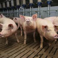  Fatalne wieści z rynku trzody chlewnej. W pierwszym kwartale 2024 r. pogłowie świń spadło bardziej niż w całym poprzednim roku 