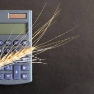 22.05.2024 Ceny skupu zbóż, kukurydzy, oleistych i strączkowych: pszenica liderem niewielkich podwyżek