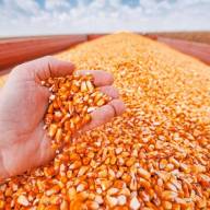 24.05.2024 Ceny skupu zbóż, kukurydzy, oleistych i strączkowych: podwyżki coraz bardziej wyraziste
