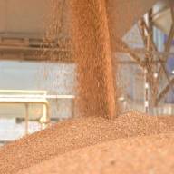 29.05.2024 Ceny skupu zbóż, kukurydzy, oleistych i strączkowych: kontynuacja podwyżek 