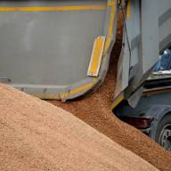 31.05.2024 Ceny skupu zbóż, kukurydzy, oleistych i strączkowych: podwyżki wyhamowały