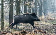 Dziki z ASF w Górze  Kalwarii pod Warszawą. Łącznie służby stwierdziły ponad 80 zwierząt z wirusem w ciągu trzech dni!