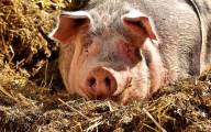 Komunikat ARiMR skierowany do hodowców świń na terytorium kraju znajdującym się na obszarach objętymi restrykcjami w związku z występowaniem ASF