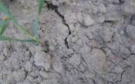 Krzysztof Tołwiński: Składajmy wnioski o szacowanie strat spowodowanych wiosenną suszą 