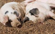 Za kilka dni zostanie podjęta decyzja o dodatkowym wsparciu dla hodowców krów i świń