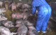 ASF atakuje potężną fermę w Rumunii. Do zabicia 16 tys. świń 