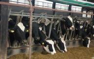 Będzie dopłata za lepsze „samopoczucie i zdrowie zwierząt”. 595 zł do krowy mlecznej  i 24 zł do tucznika 