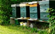 Kuriozum pod Zieloną Górą. Pszczoła użądliła dziecko, a rodzice domagają się od właściciela pasieki 2 tys. zł odszkodowania