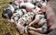 Od połowy marca rusza działanie „Dobrostan zwierząt”. Na pomoc może liczyć ok. 65 tys. rolników