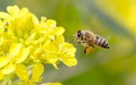 Czy neonikotynoidy szkodzą pszczołom? 