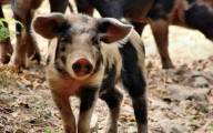 Import ASF z paszą dla świń: jak zmniejszyć to ryzyko? 