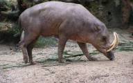 ASF zagraża wyginięciem 11 gatunków świń