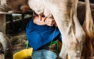  Rolnik odbiera mleko cielętom? Hodowcy apelują o rzetelną informację o swojej pracy