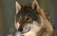 ASF zmienił dietę wilków: czy atakują zwierzęta domowe?
