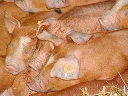 trzoda chlewna problem ze znakowaniem swin 