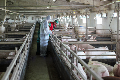 prawo i finanse rolnicy maja problem z uzyskaniem swiadectwa zdrowia dla sprzedawanych swin 