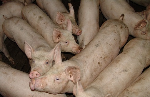 trzoda chlewna swinie rzezne ceny swin tucznikow 