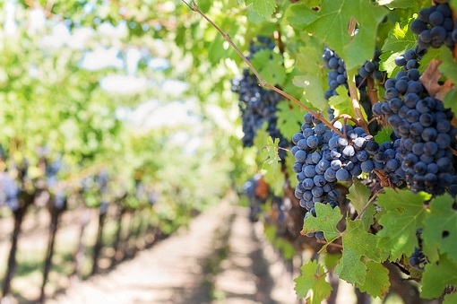 pozostale rosliny uprawne skladanie deklaracji przez producentow win 