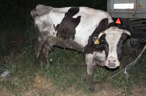 rolnicza kronika policyjna rolnik wezwal strazakow krowy byly zaglodzone 