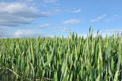 z gospodarstwa pszenica klos lisc flagowy azot na klos portal ceny rolnicze pl 