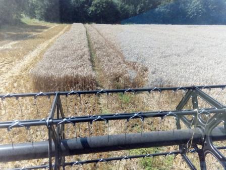 z gospodarstwa zniwa zbozowe trwaja w najlepsze plonowanie pszenicy bardzo dobre portal ceny rolnicze pl 1 