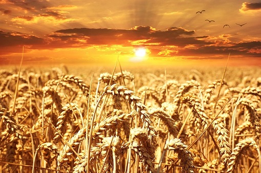 zboza ceny pszenicy najnizsze od 4 lat 