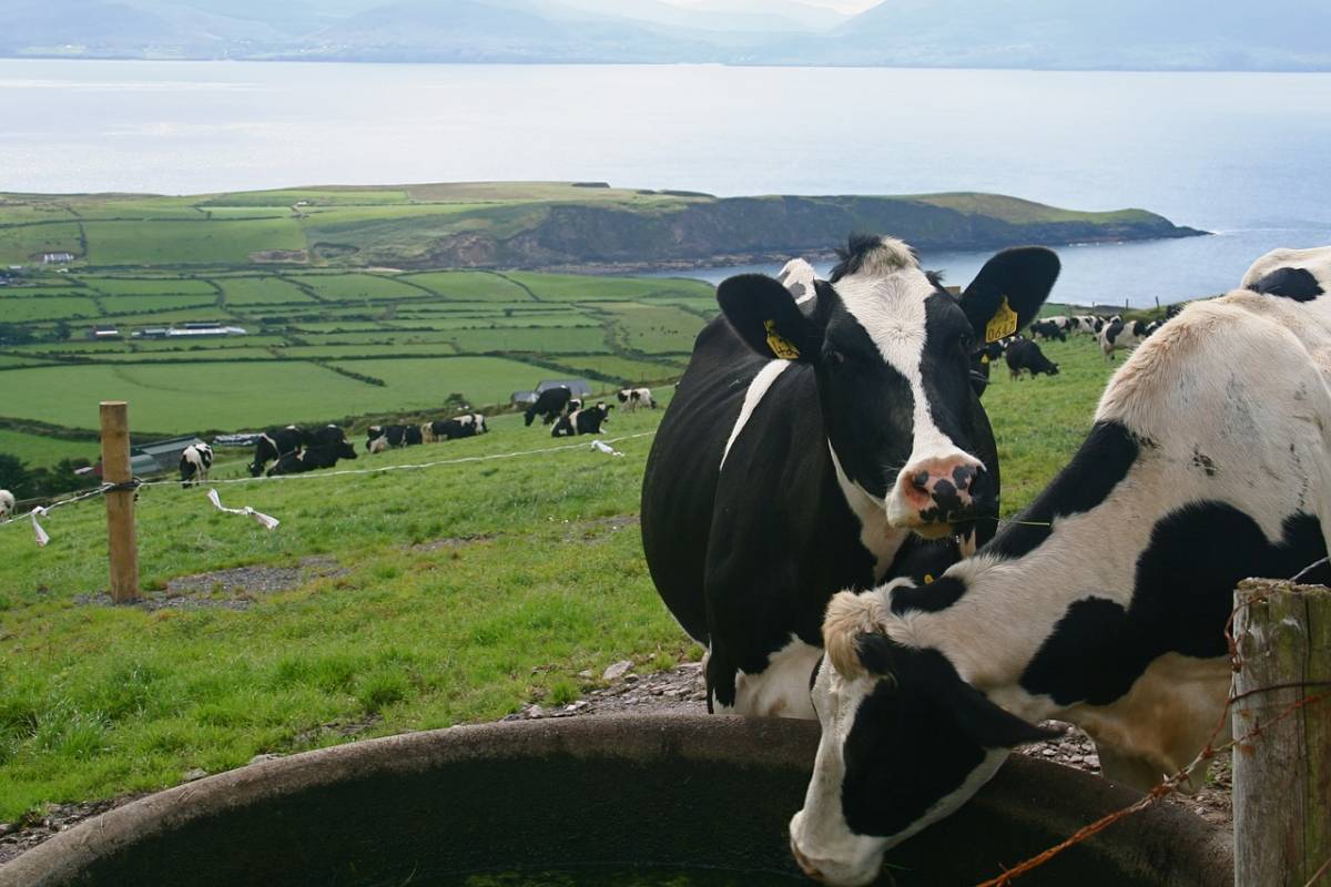 bydło, pastwisko, Irlandia, eksport wołowiny, wołowina