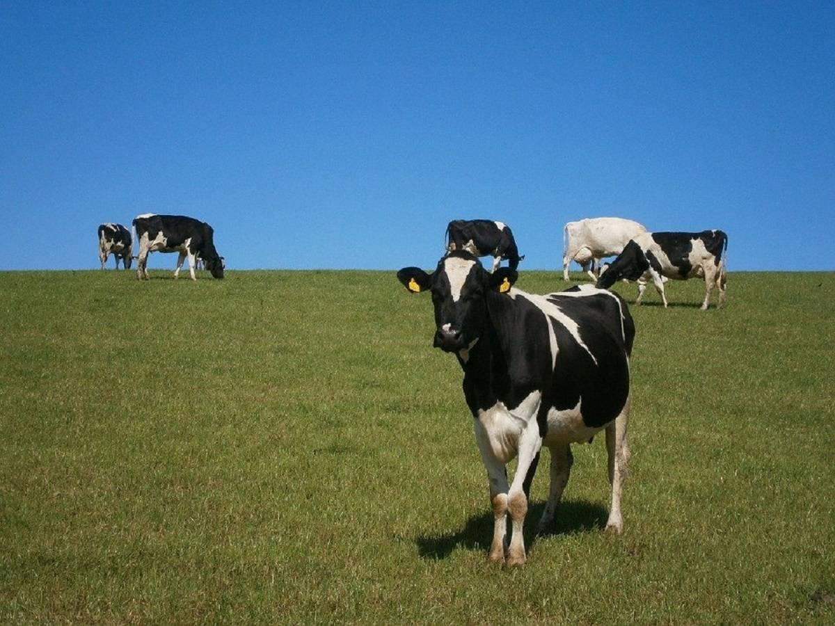 redukcja co2, cele klimatyczne, ubój bydła, krowy, Irlandia 