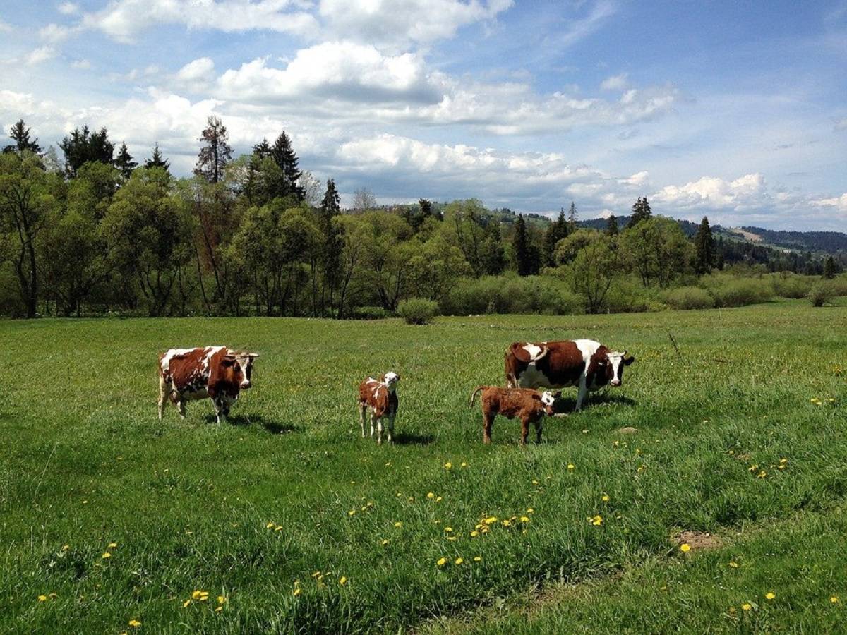 krowy, łąka, rolnictwo ekologiczne