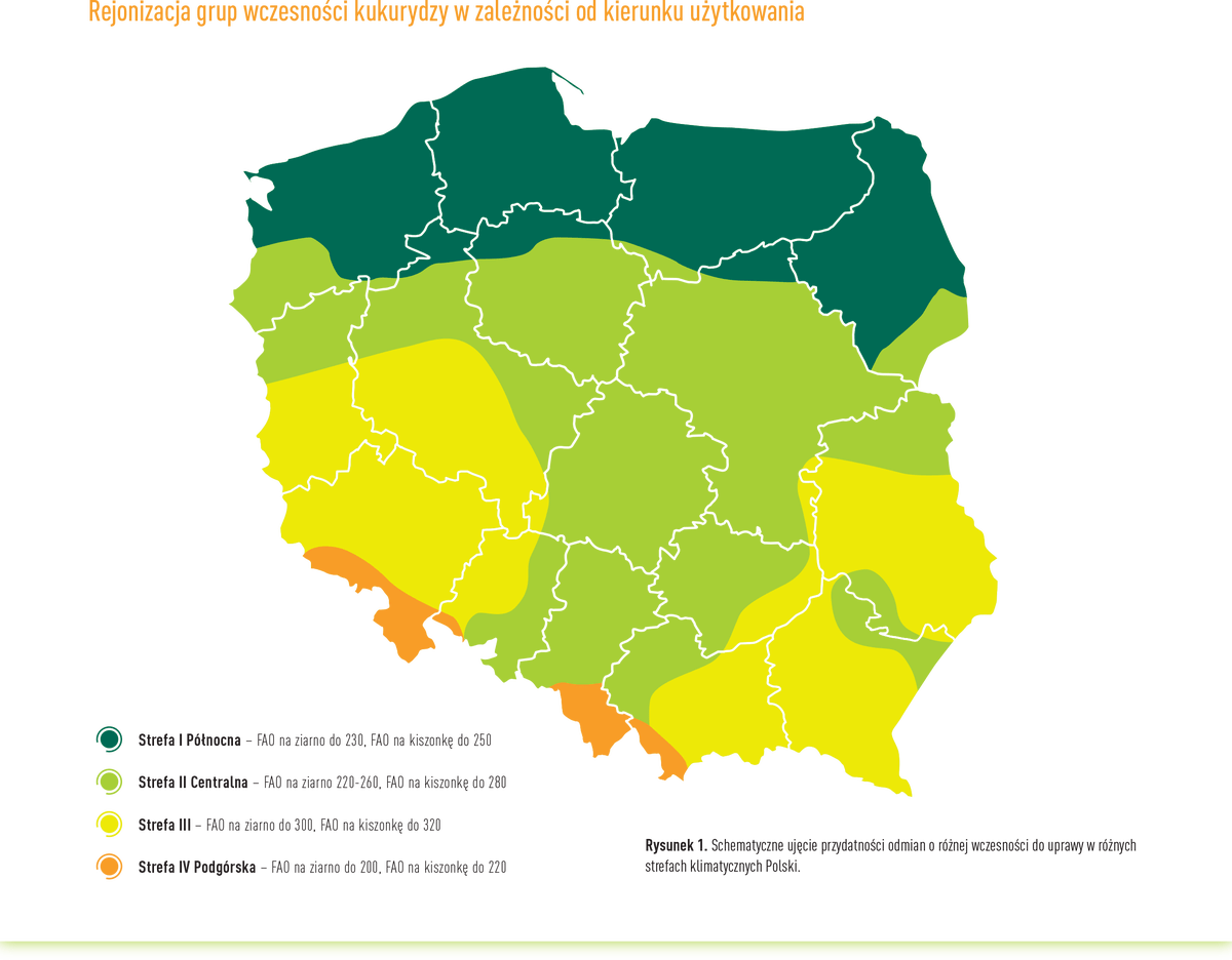 2. Regionalizacja siewu kukurydzy w Polsce zrodlo Euralis cenyrolnicze pl