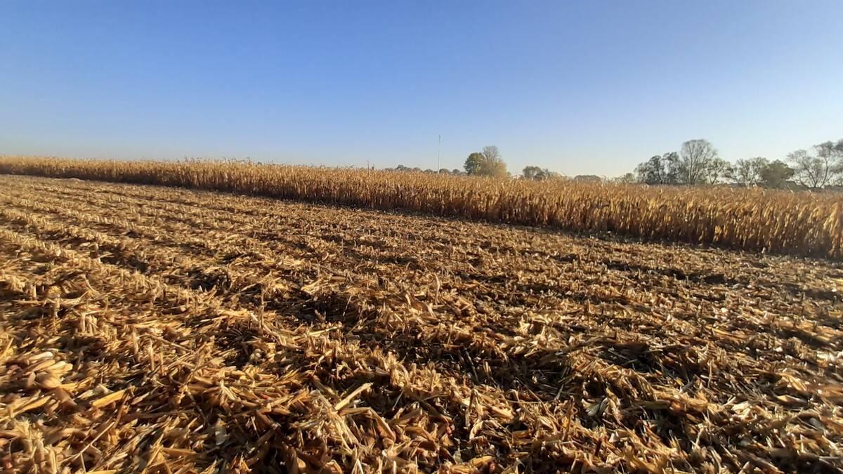 2. Siew pszenicy ozimej po kukurydzy powinien uwzględniać trudniejsze warunki do wschodów roślin cenyrolnicze pl
