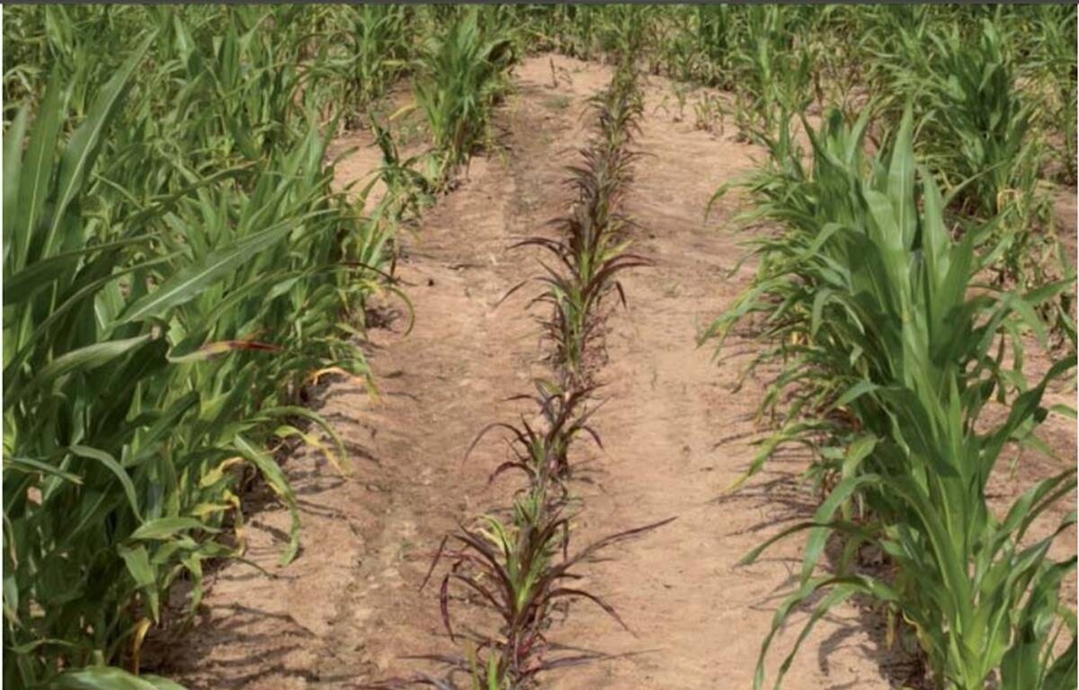 4. Widoczne braki fosforu w glebie przy nawozeniu rzedowym w kukurydzy cenyrolnicze pl