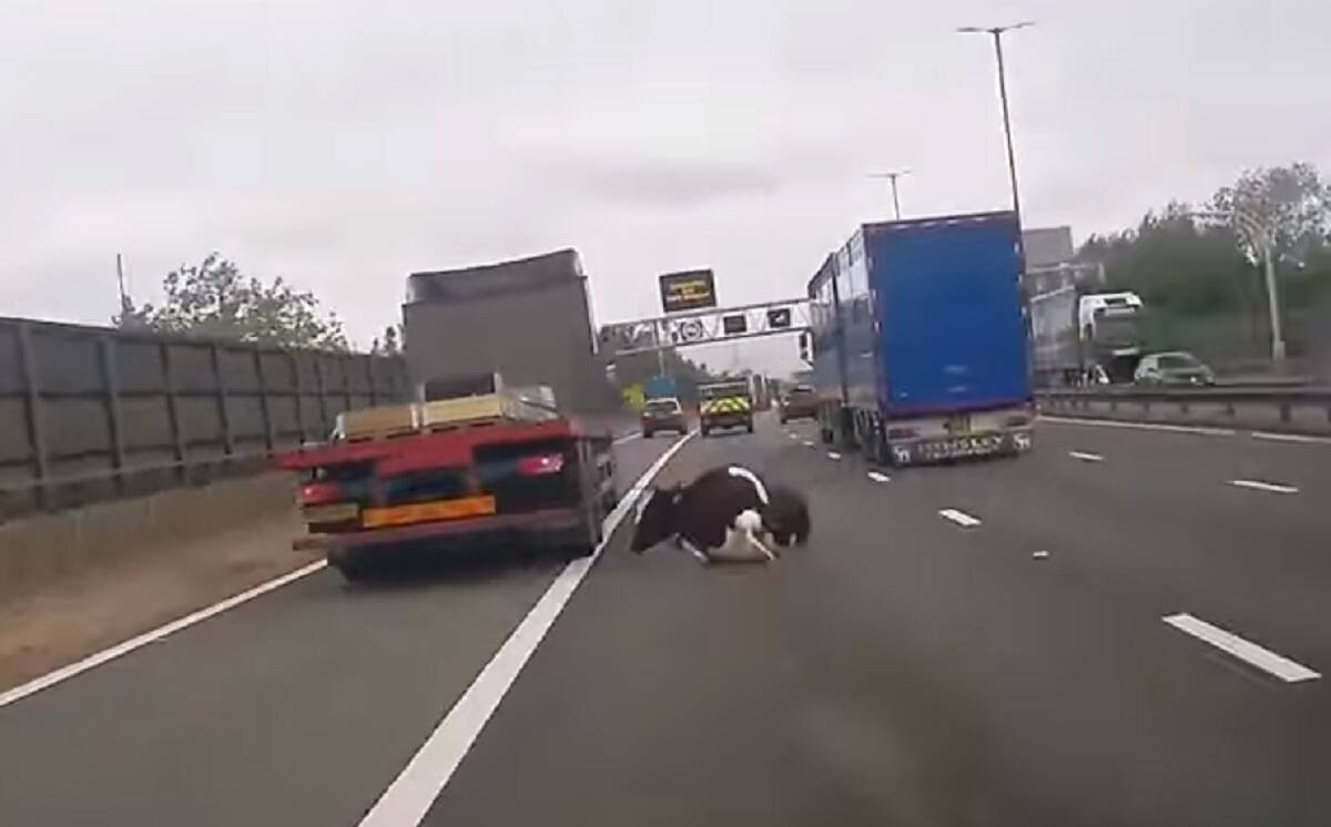 krowa wypadła z ciężarówki 