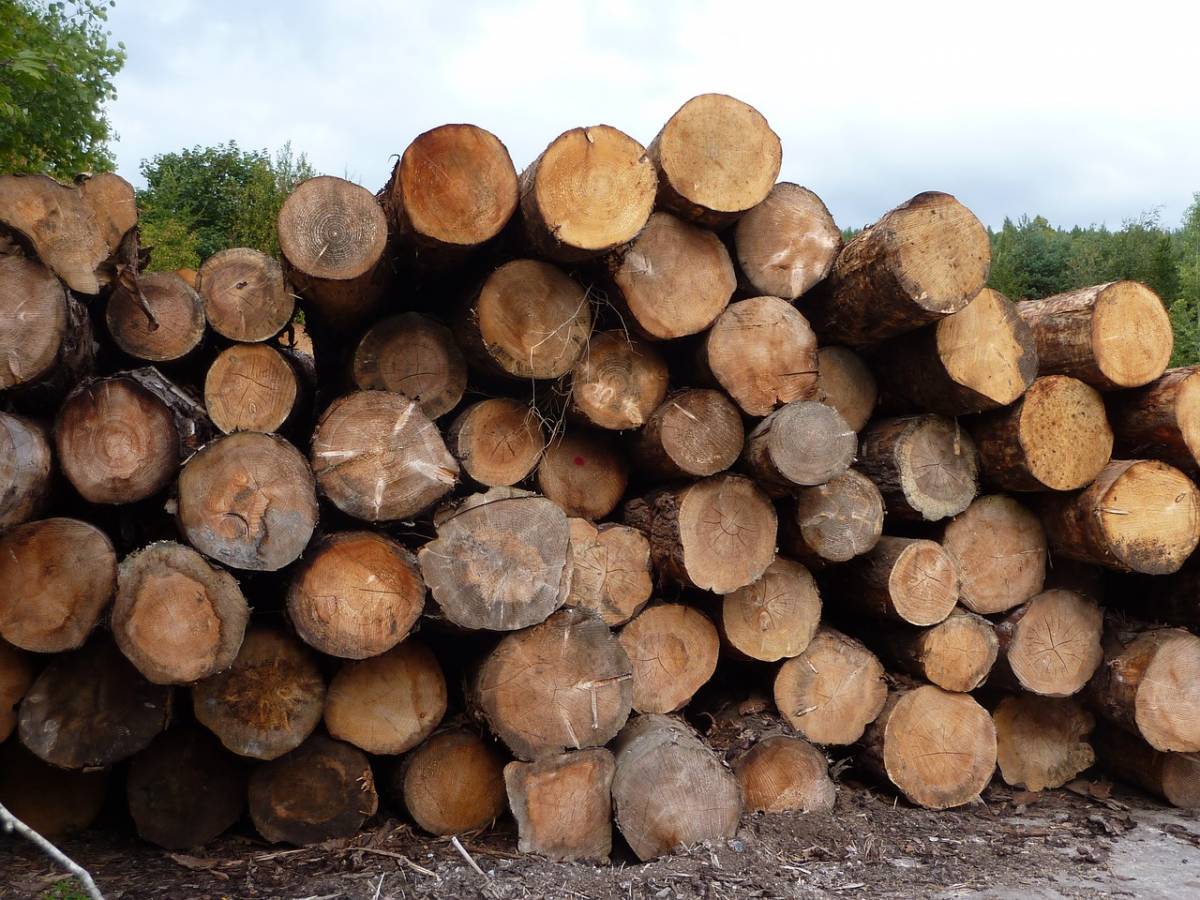 drewno, sosna, tartak, eksport drewna, ceny drewna 