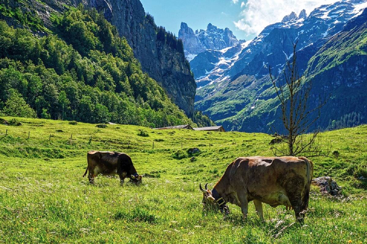 szwajcaria, referendum, dobrostan zwierząt 
