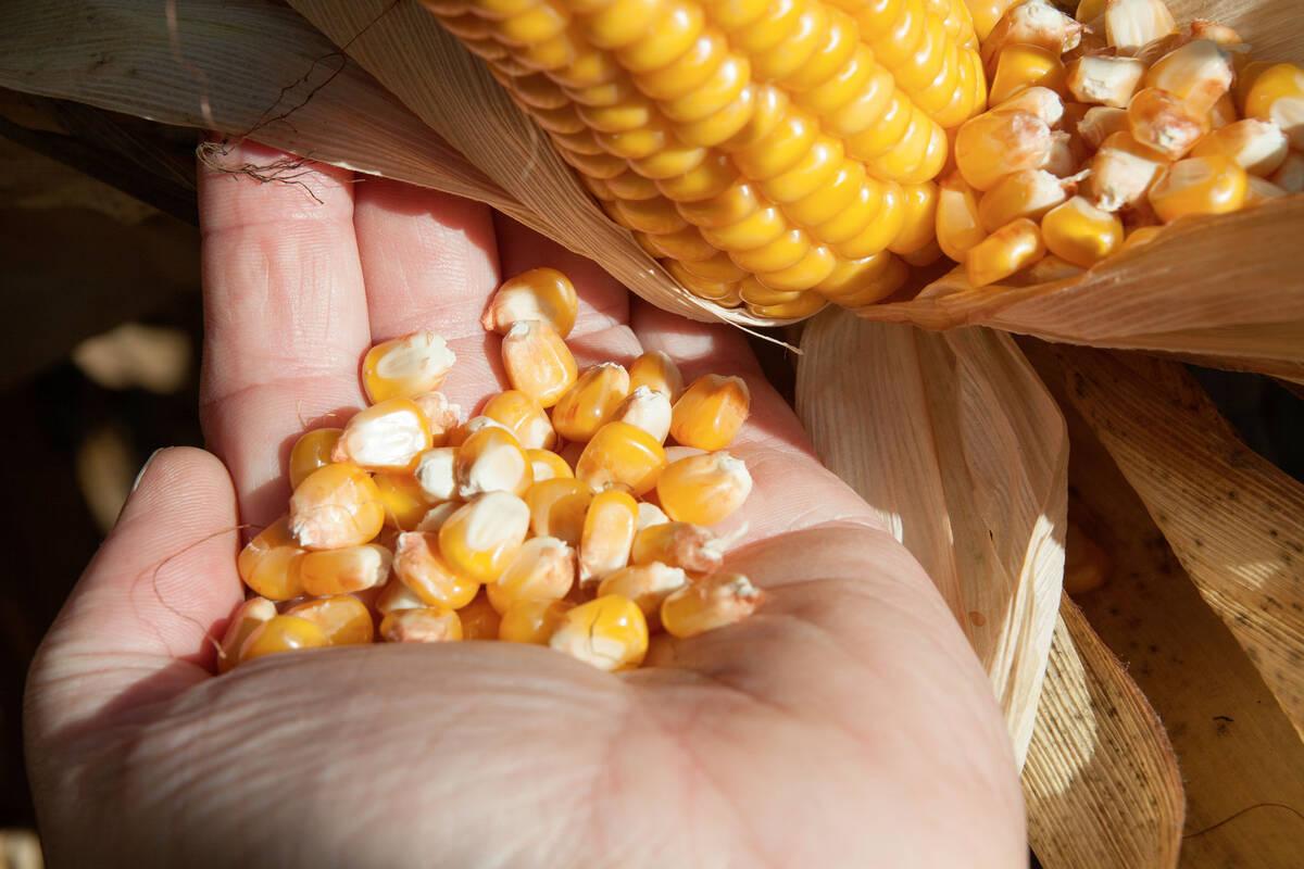 odmiany kukurydzy, uprawa kukurydzy, uniwersalne odmiany 