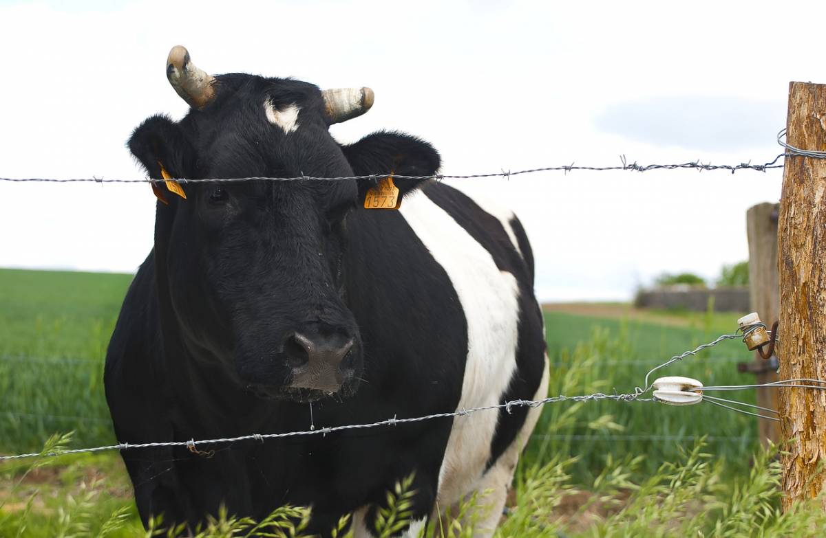 wypadek, śmiertelny wypadek, wypadek w gospodarstwie, krowa uderzyła rolnika
